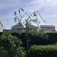 ブログ画像